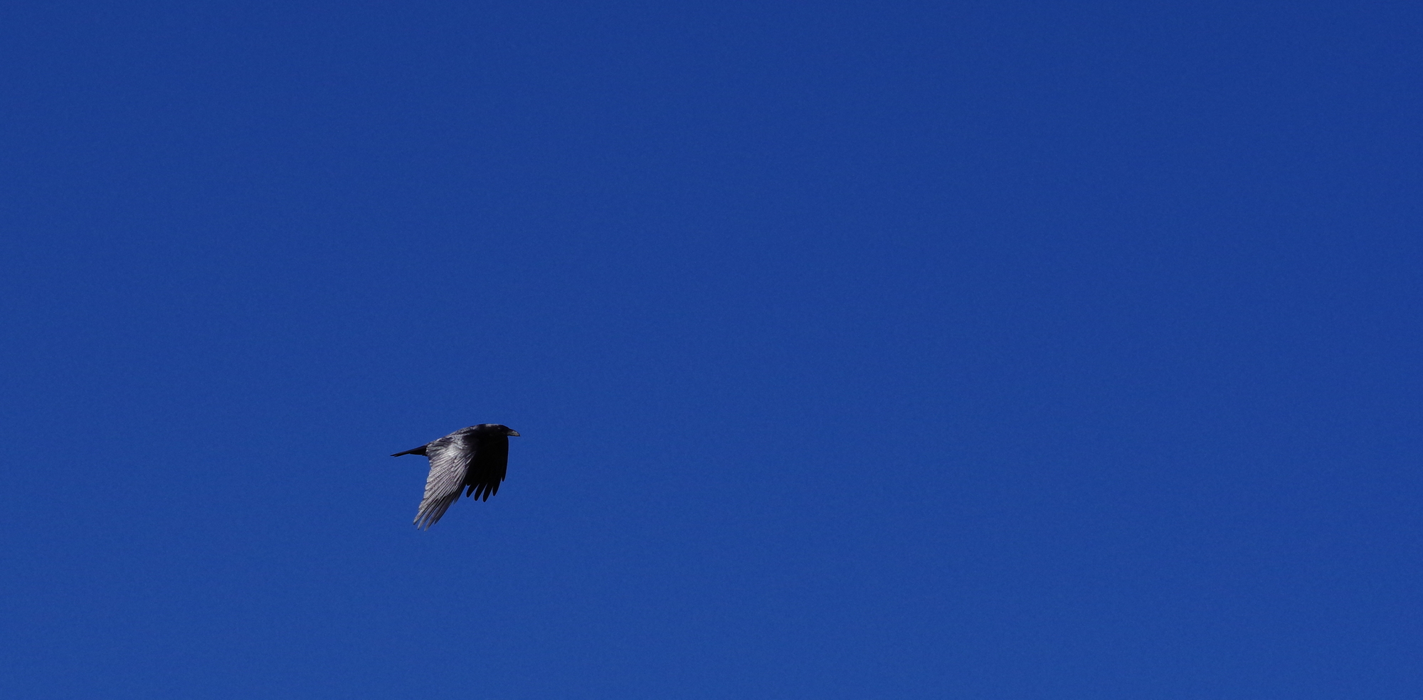 Grand corbeau , ciel azur