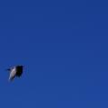 Grand corbeau , ciel azur