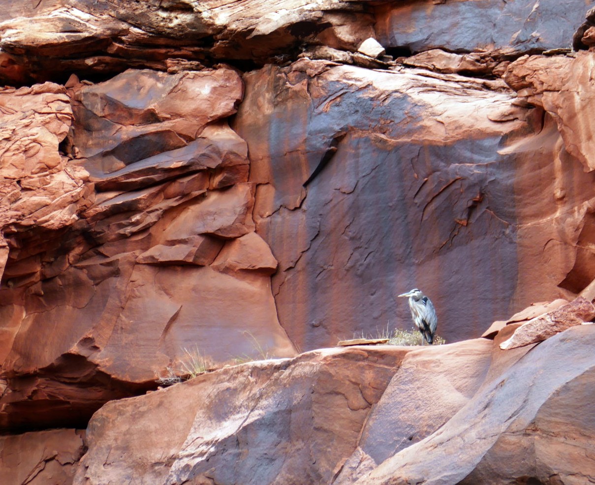 Heron vert sur le canyon