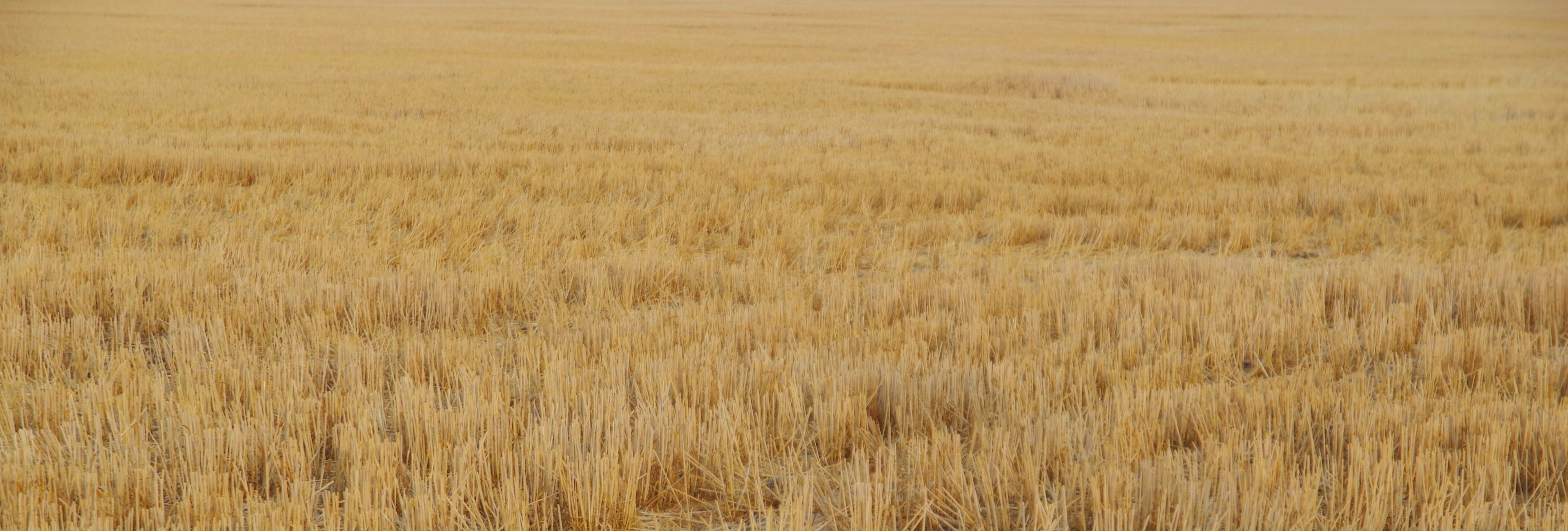 Montana, les récoltes de blé