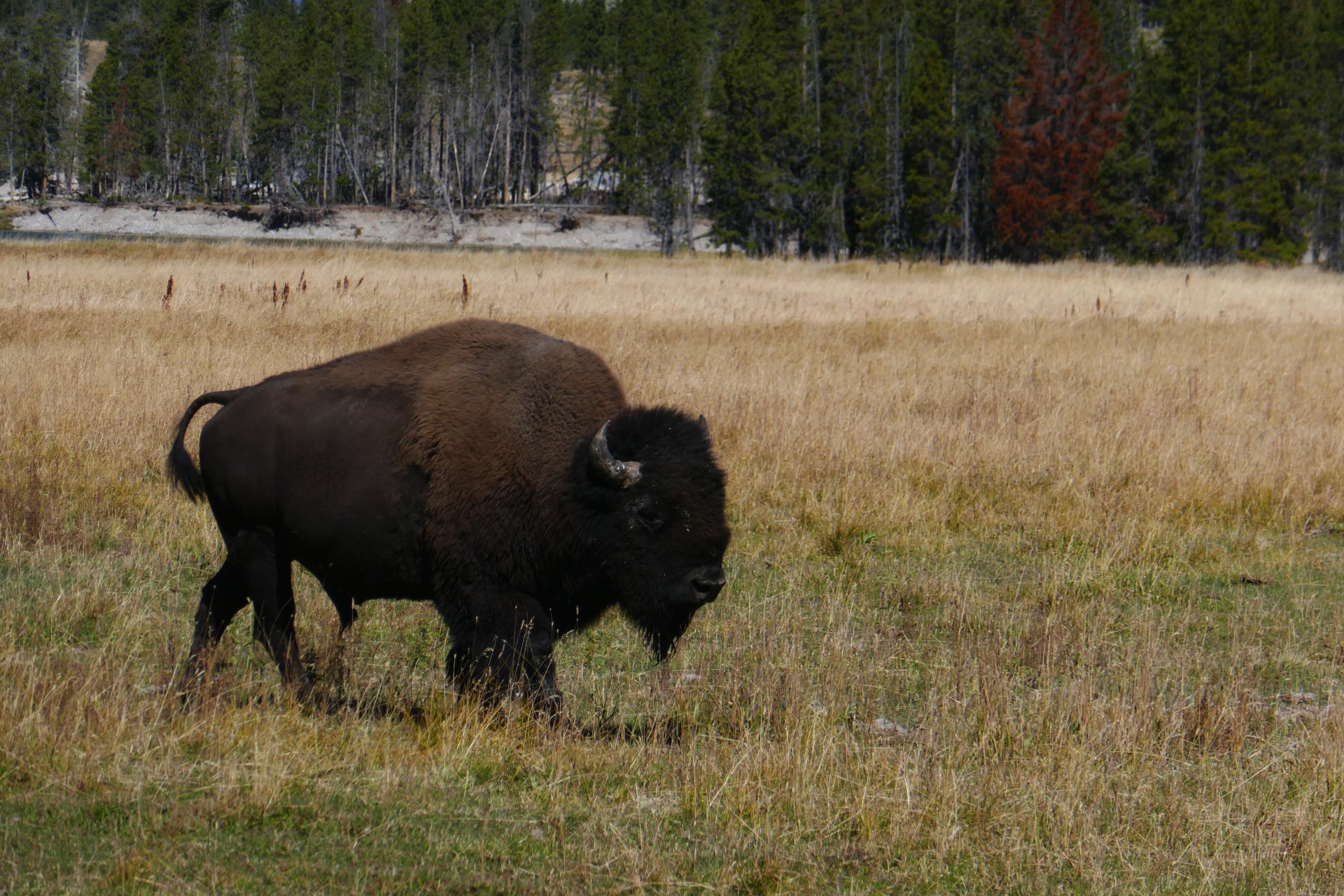Le bison , maitre de Yellowstone