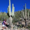 Les Saguaros, plus de 60 ans celui-ci