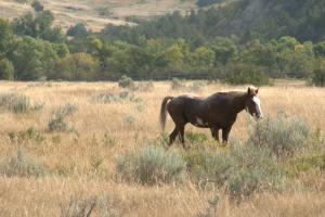Roosevelt NP- Un autre Mustang