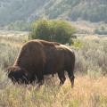 Roosevelt NP- c'est gros un bison