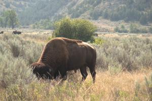 Roosevelt NP- c'est gros un bison