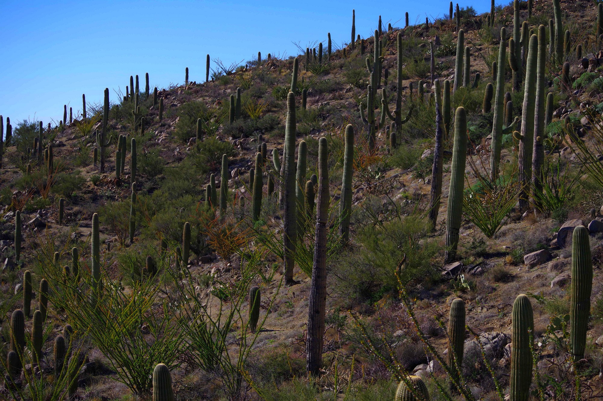 Saguaro ,maitre du Sonoran
