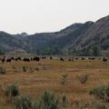 troupeau bison T Roosevelt