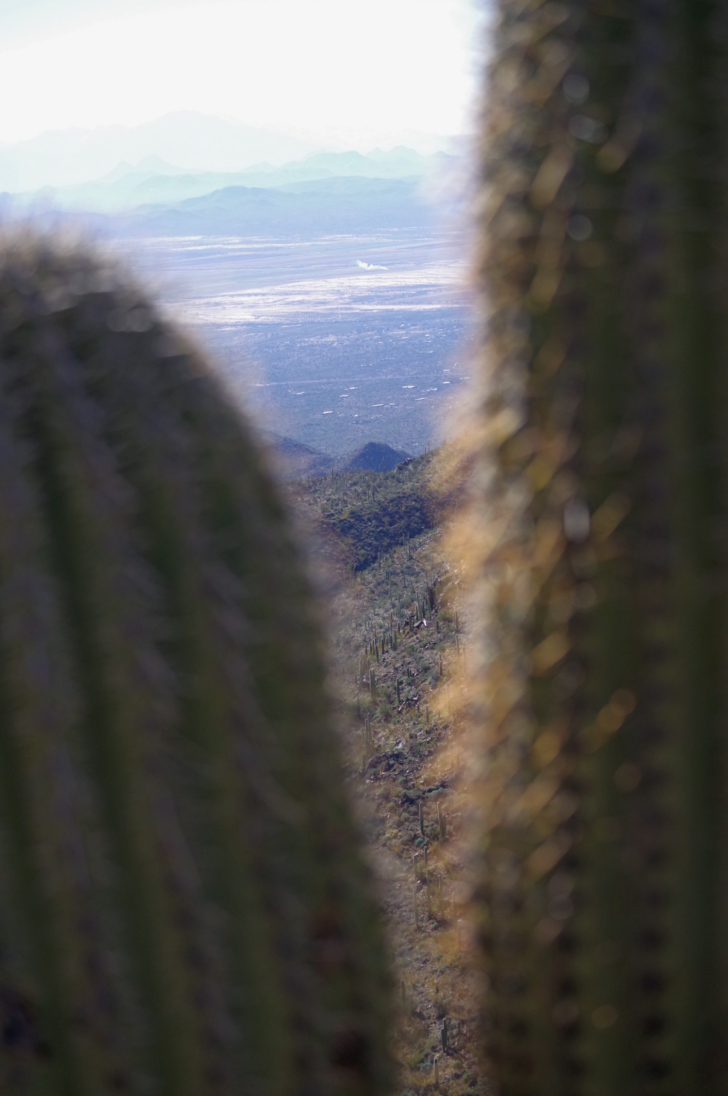 Vue sur Tucson entre 2 Saguaros