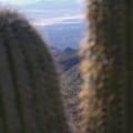Vue sur Tucson entre 2 Saguaros