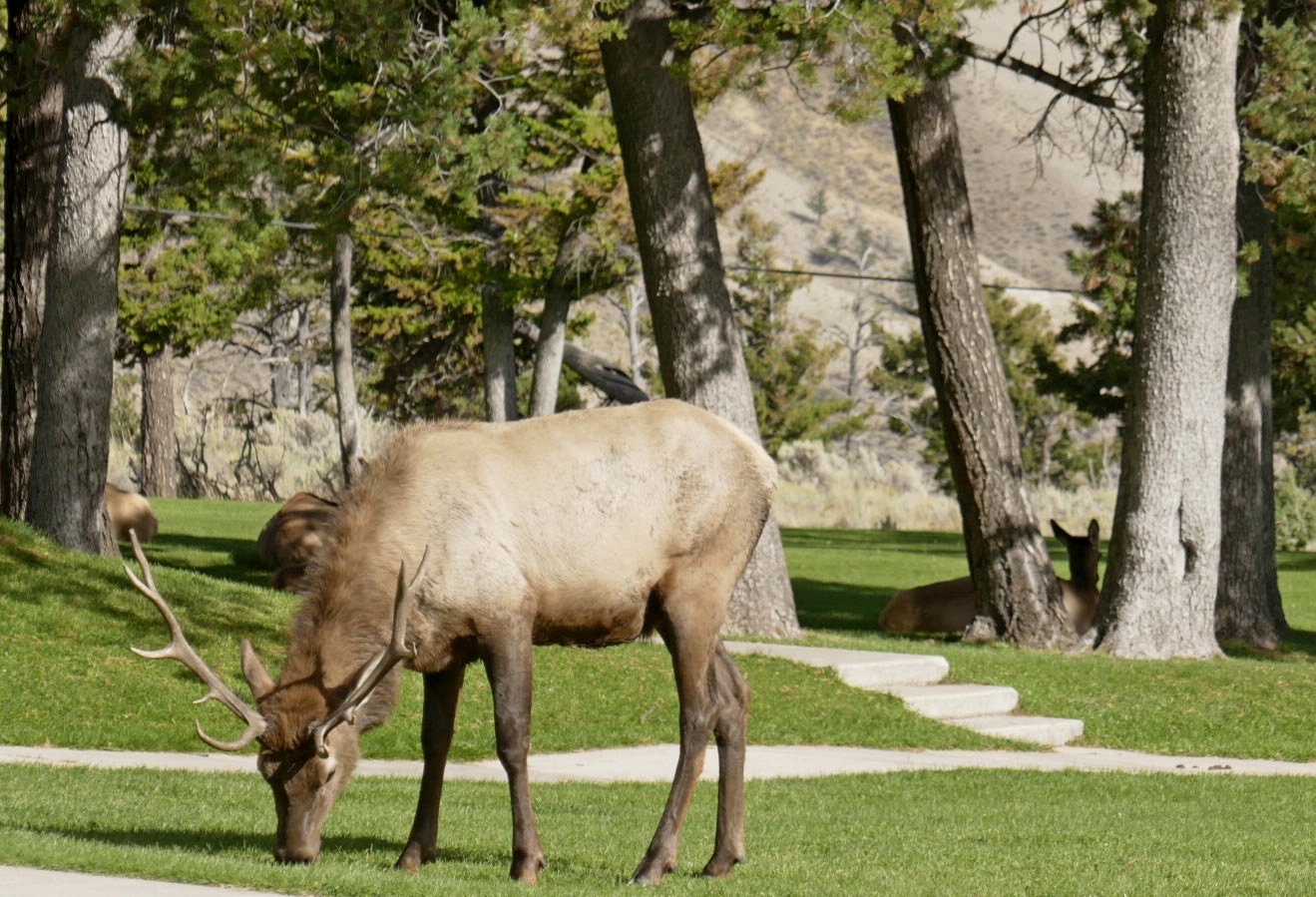 Caribou male et ses femelles au mammoth visitor center