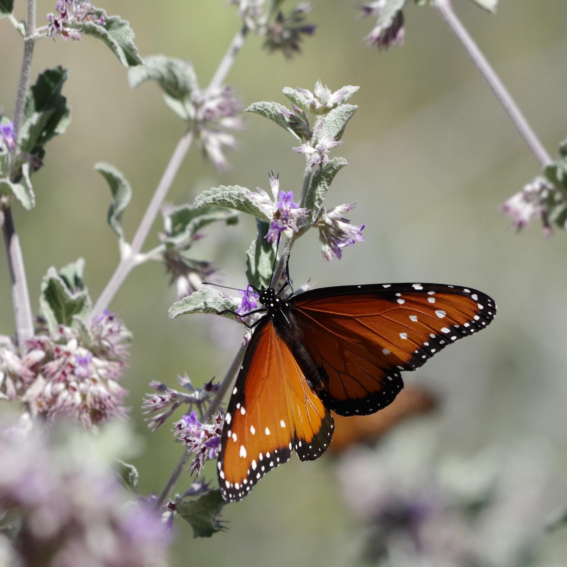 Papillon type monarque